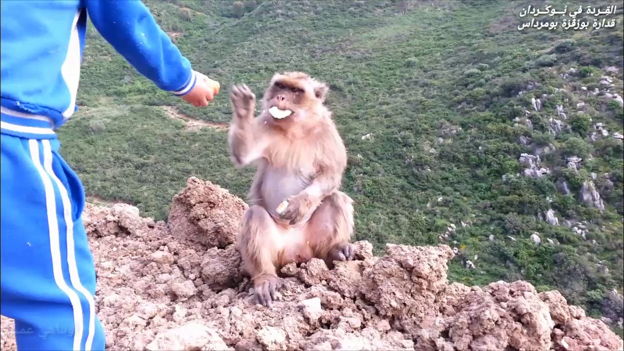 بوزڨزة قدارة
