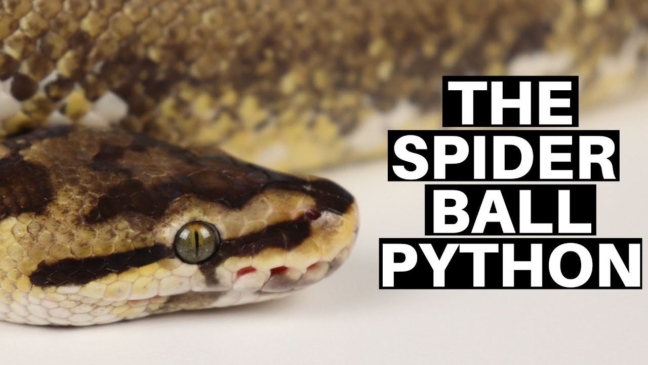 Morph Guide #4: The Spider Ball Python - Benjamin's Exotics