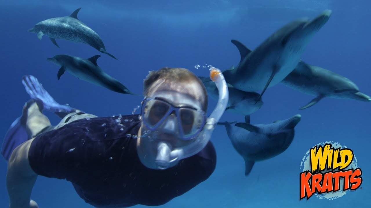 Swimming with Dolphins! | Wild Kratts "Speaking Dolphinese"