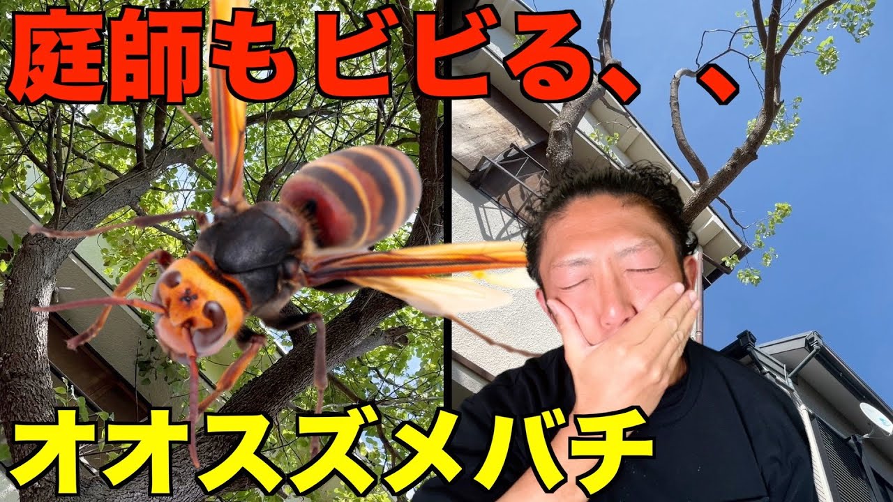 【剪定　pruning 　高木　クスノキ】8mのところでオオスズメバチと遭遇した庭師の対処法とは？