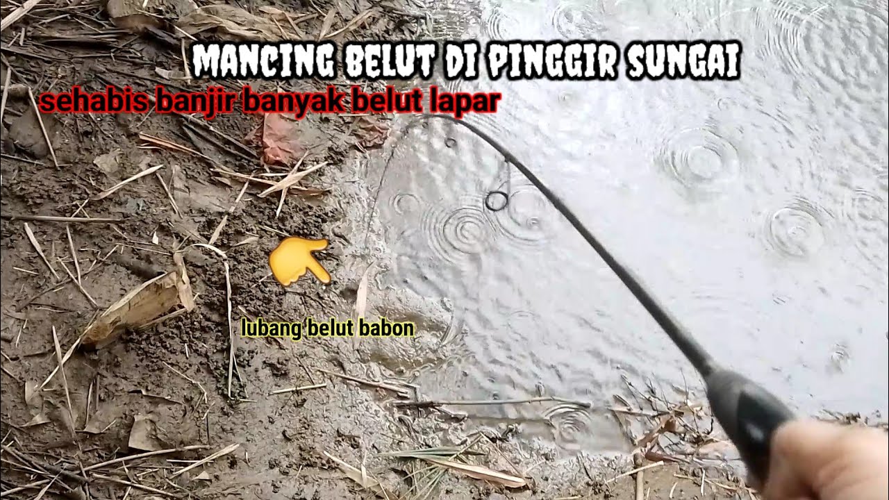 BERBURU BELUT DI PINGGIR SUNGAI !!!
