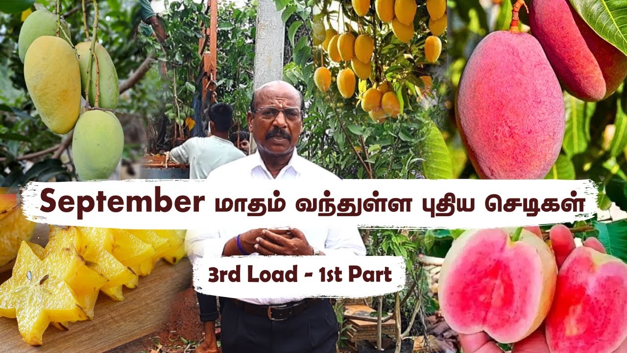 3rd Restock! Greenland Nursery-ல் 100+ Rare Plants! | நாட்டு ரக மரங்கள் & தாய் மரங்கள் are HERE! 🌳