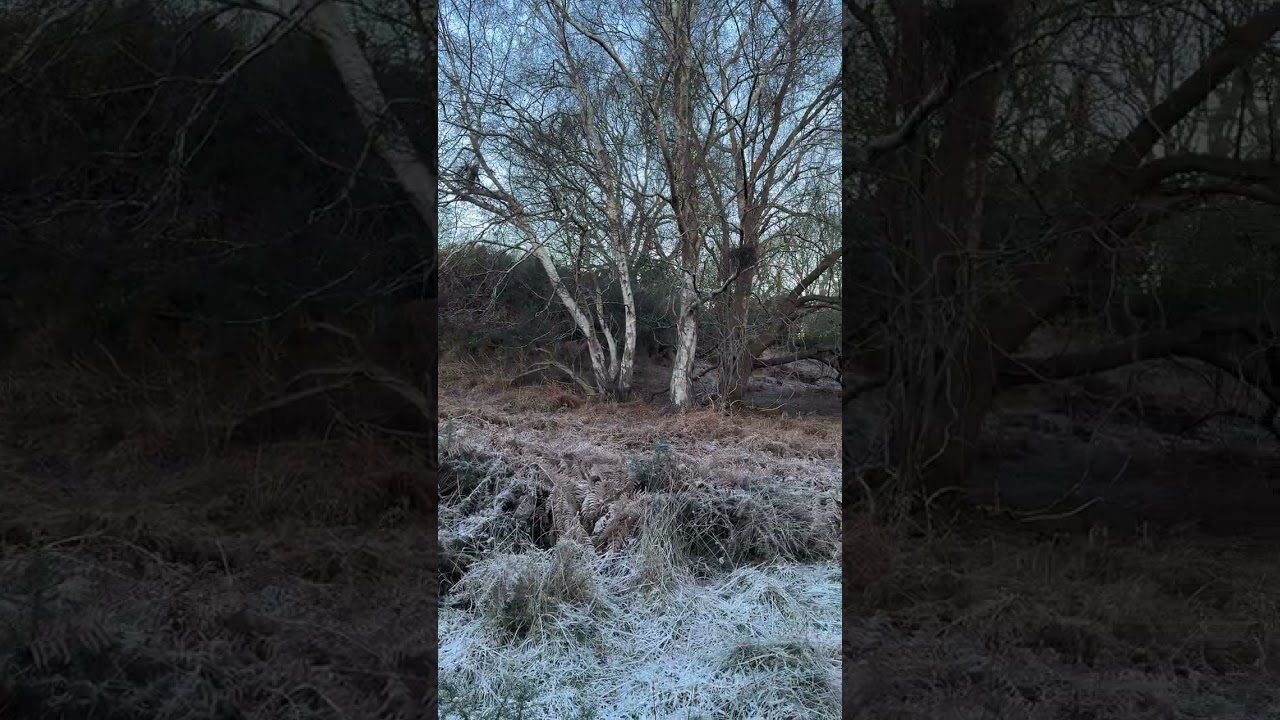 Crunchy walk around the Heatherside Walk at Studland this morning with air temps below freezing