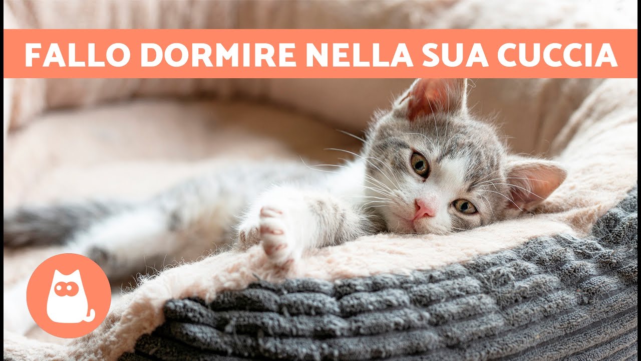 Come far DORMIRE il mio GATTO nel suo LETTO 🐱🛏️ (7 Consigli)