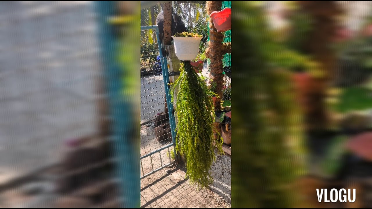 HANGING PLANTS (HUPERZIA,PHLEGMARIUROUS VANUATA ,) WITH PINK DICHIDIA 😍