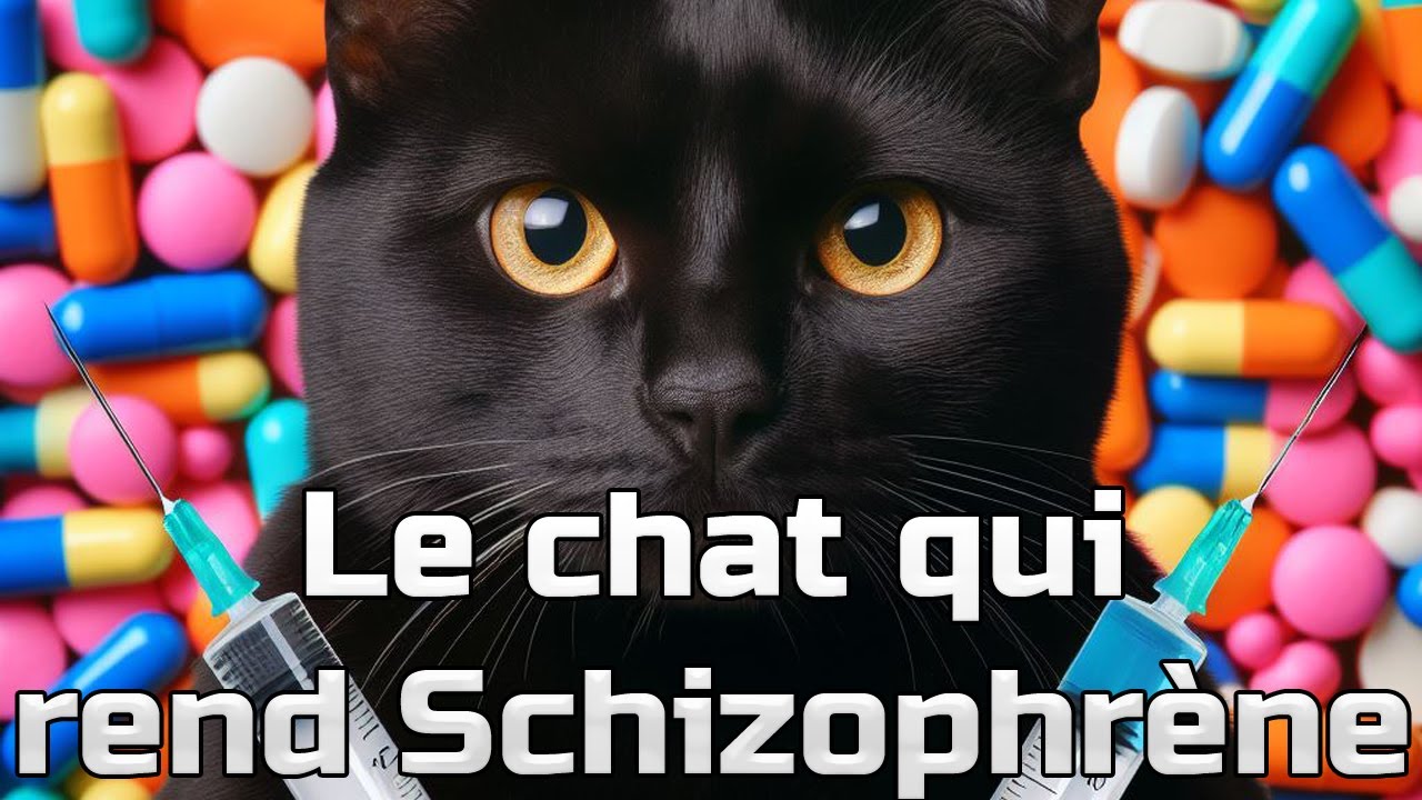Ce chat rend schizophrène ! - CC#2