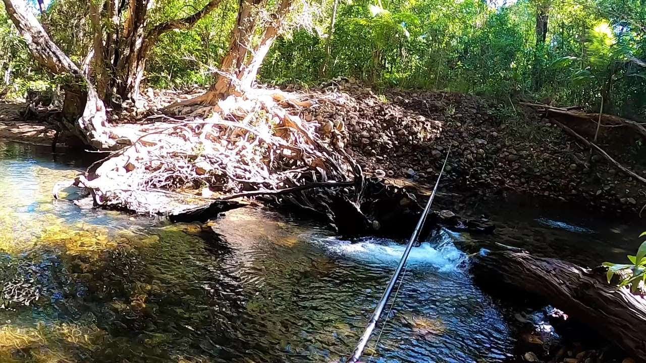 Jungle Perch and Sooty Grunter Fishing | Jungle Giants Ep4: 50cm Jungle Perch Quest