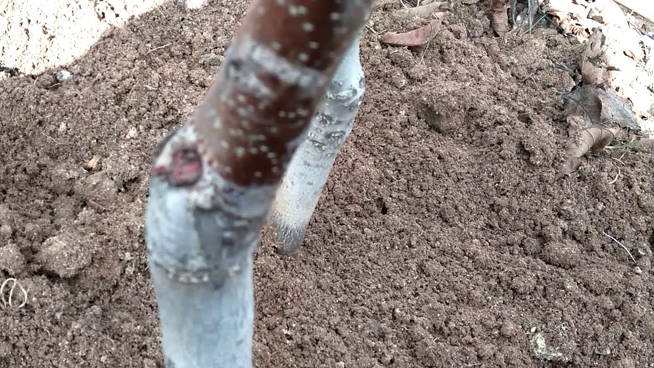 Oğuzlar 77 Fidanı G&ouml;z Aşısı 2
