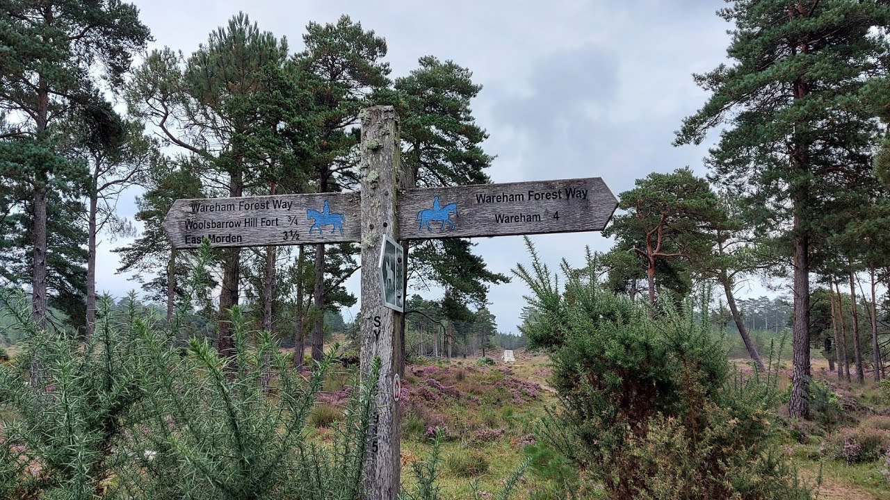 WAREHAM FOREST  
