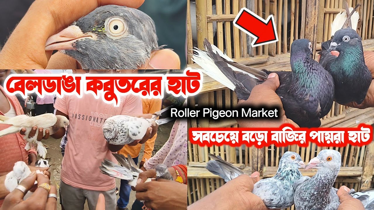 বাজি দেখিয়ে 