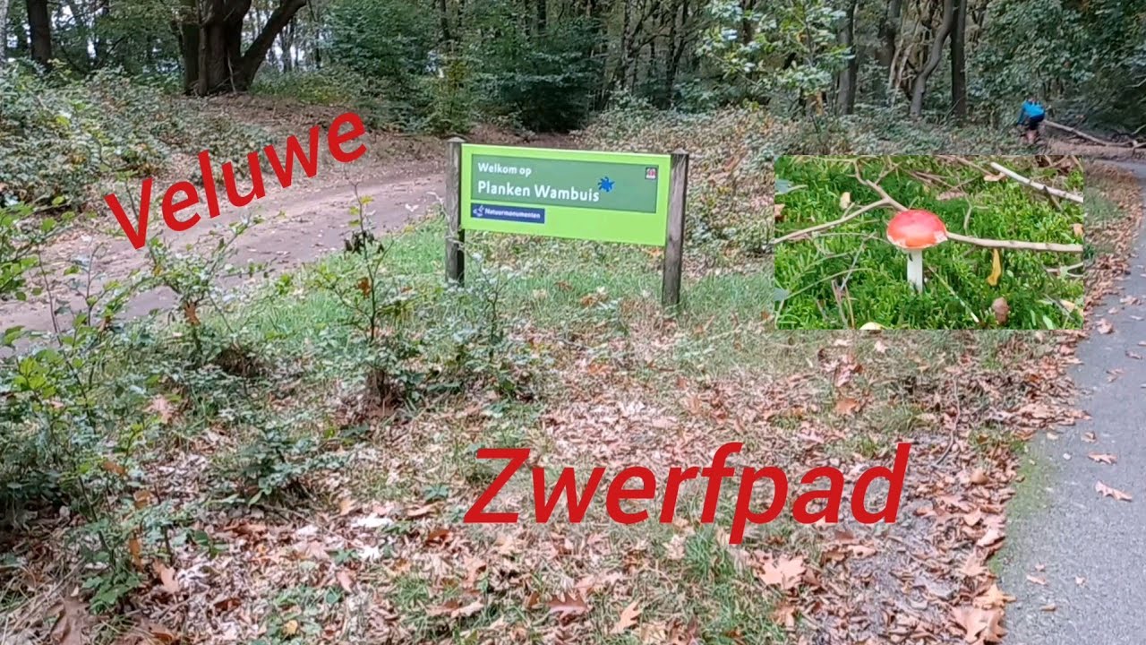 Veluwe Zwerfpad, Planken Wambuis, Wolf op de heide ?