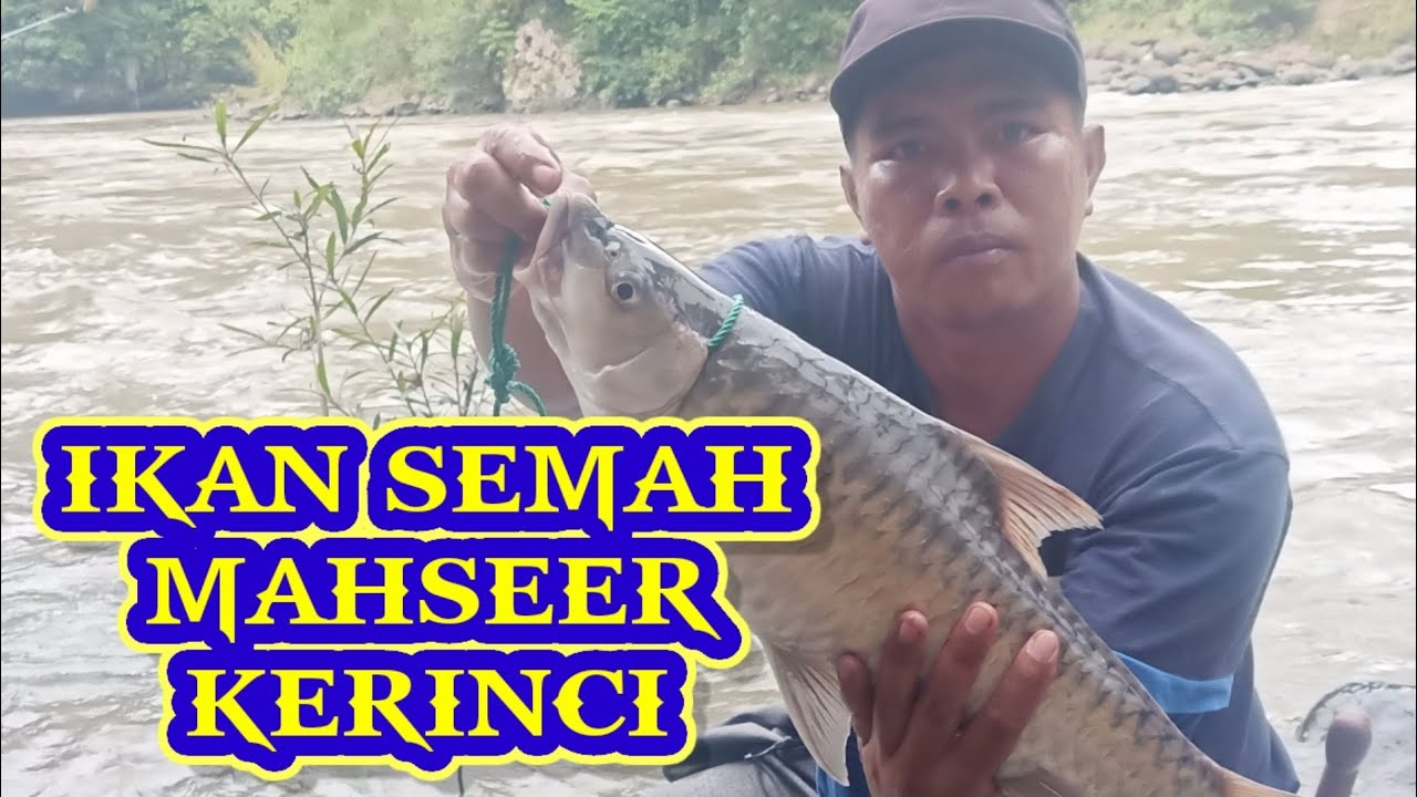 MANCING MAHSEER//MANCING IKAN SEMAH