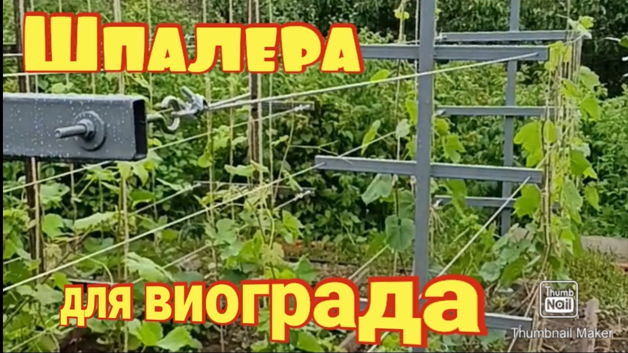 Шпалера для винограда из профильной трубы