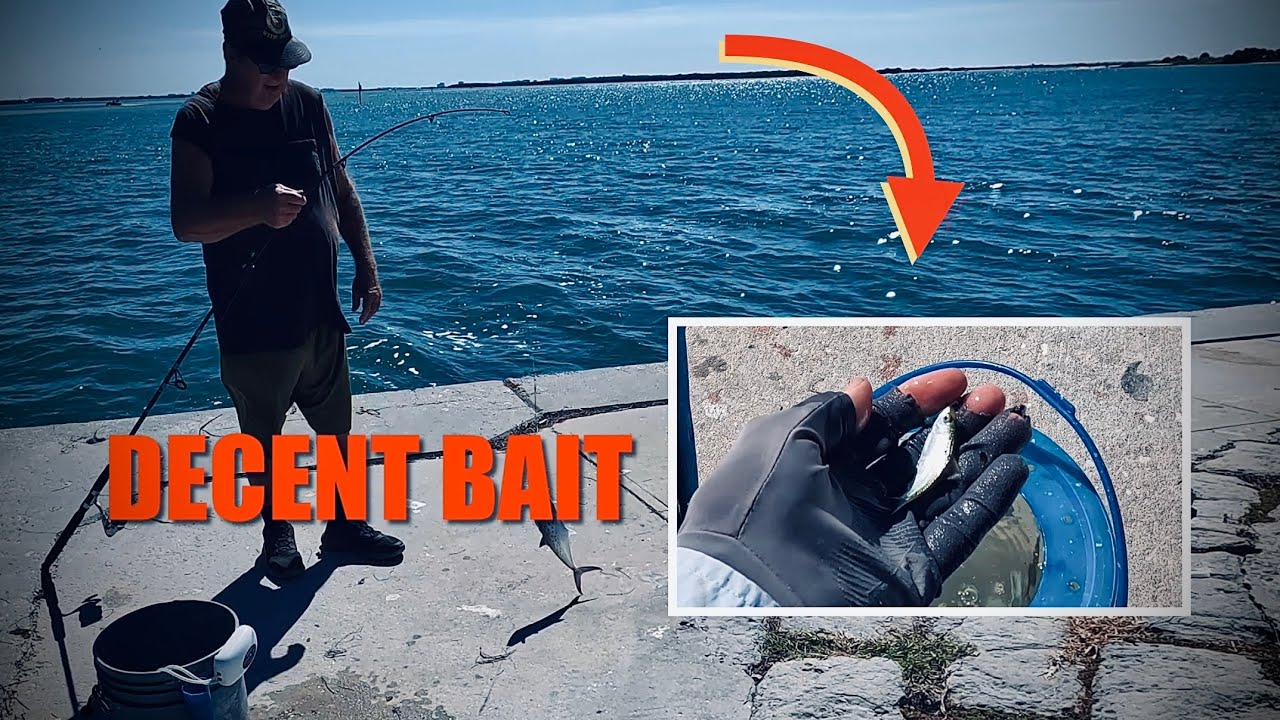 Мы наконец-то нашли приманку НУЖНОГО РАЗМЕРА на Данедин Козуэй, Флорида 🐟🌴