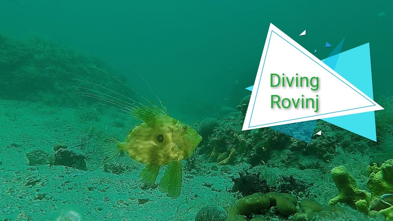 Scuba Diving Rovinj