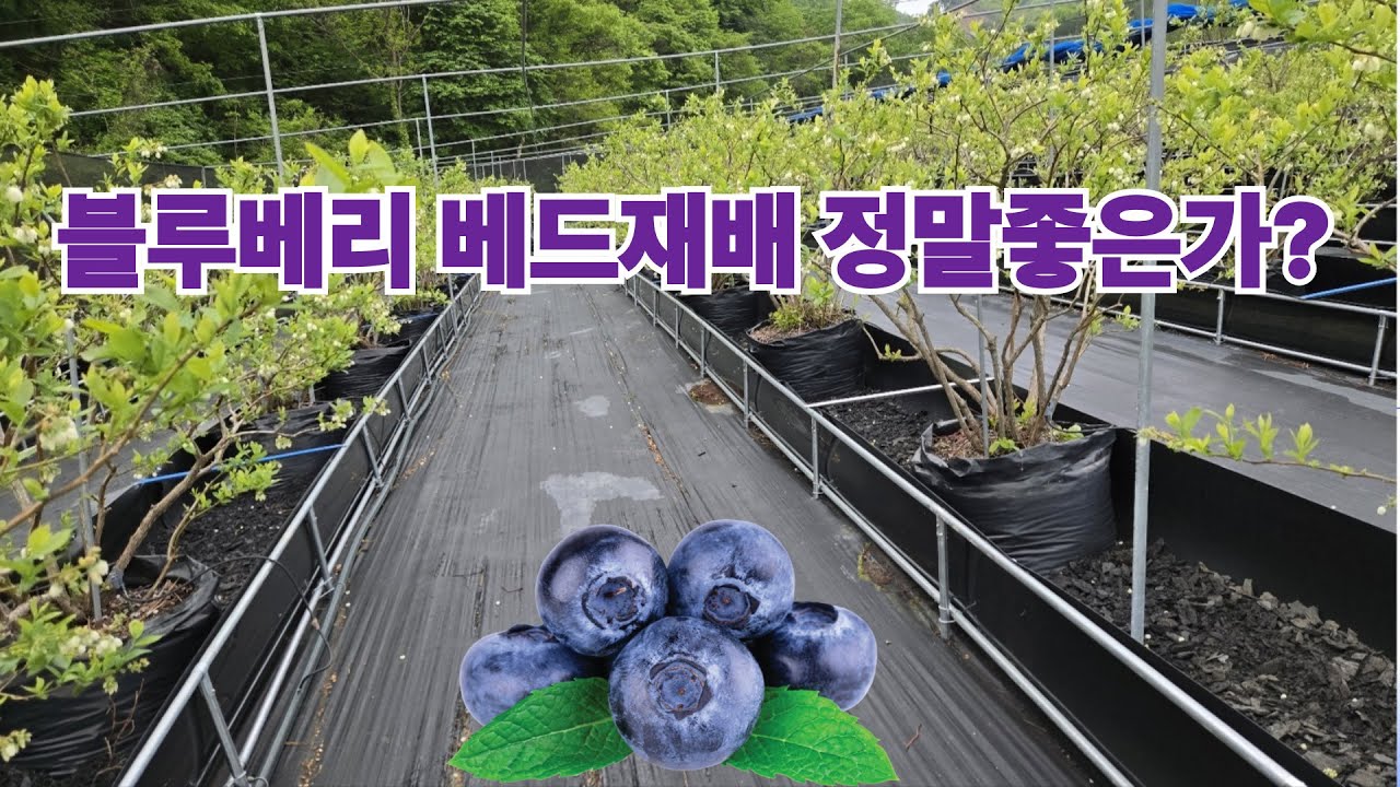 블루베리 베드재배 정말 좋은지 시도 해보았습니다.블루베리 농가에  점점 주목받고 있는 