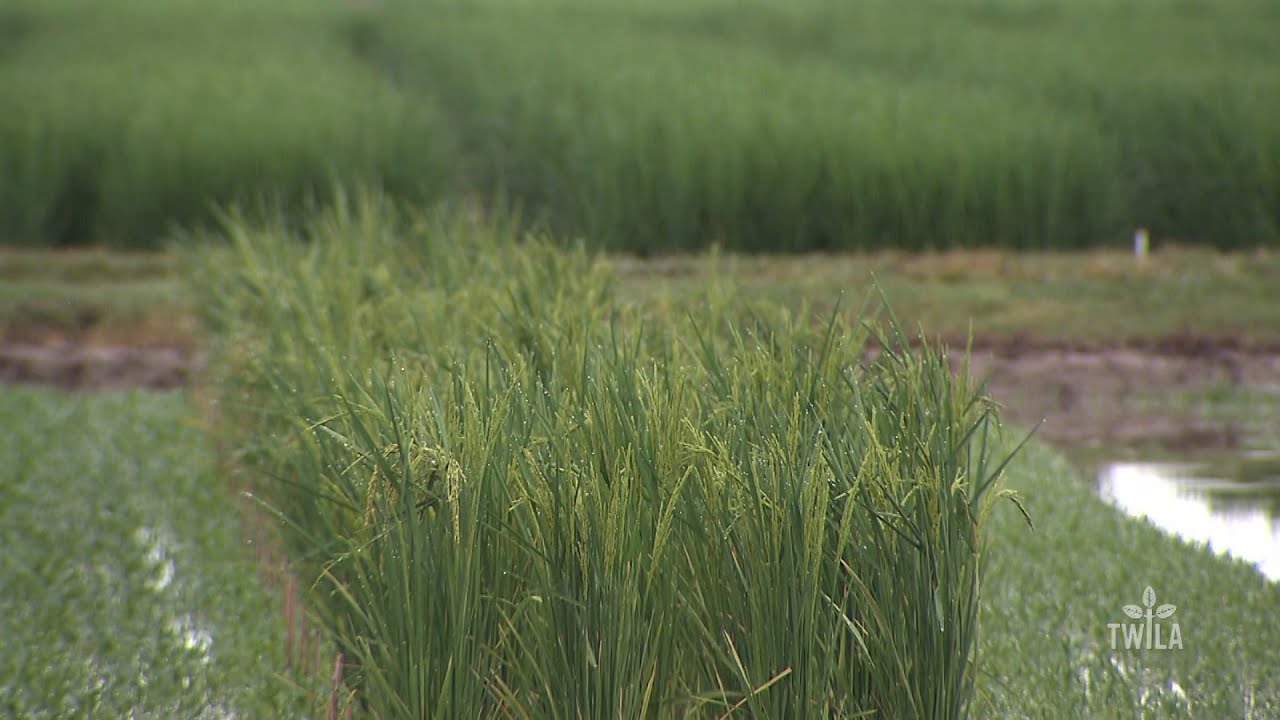 LSU AgCenter Rice Update