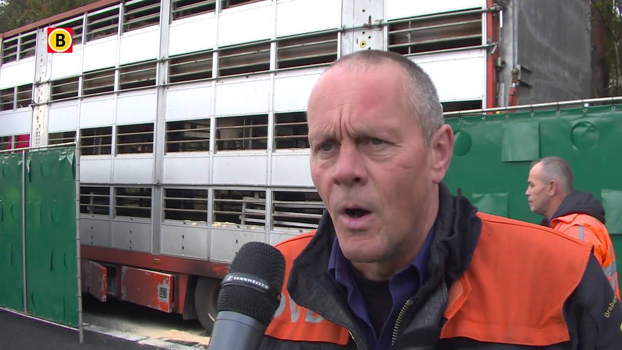 Vrachtwagen met varkens vliegt in brand op snelweg A67, meeste dieren overleven.