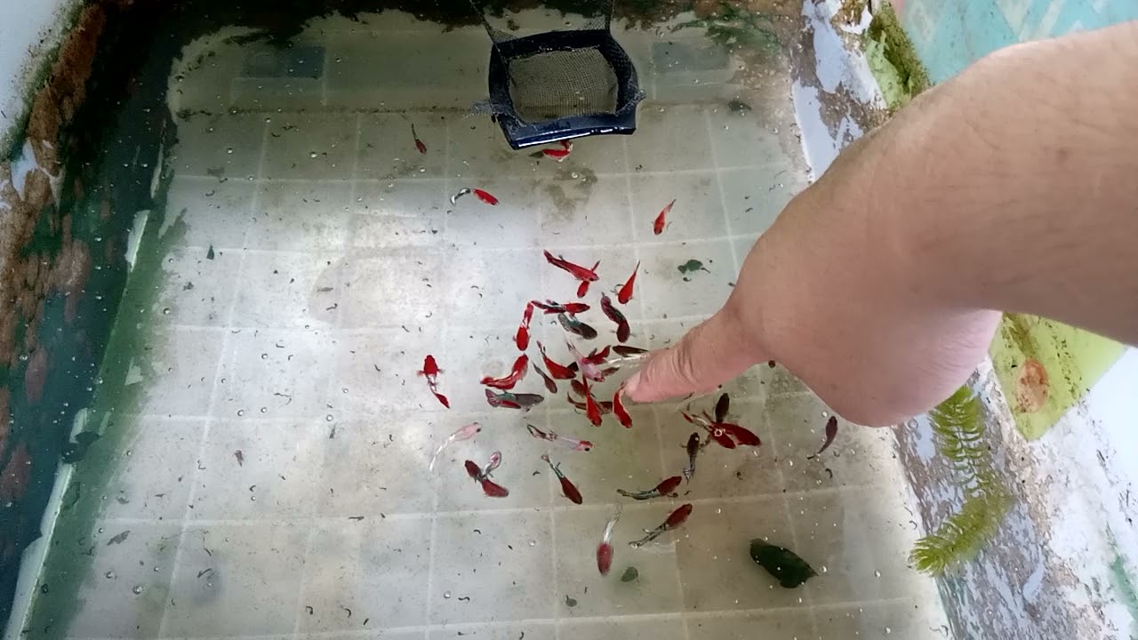BETTA FISH IN NURSERY CONTAINER | TROPIC BACKYARD & BETA PHILIPPINES