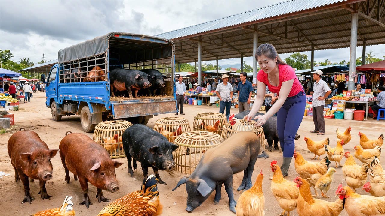 Harvesting A Lot Of Big Snails Goes To Market Sell - Take Care Pig and Chicken | Nhất My Bushcraft