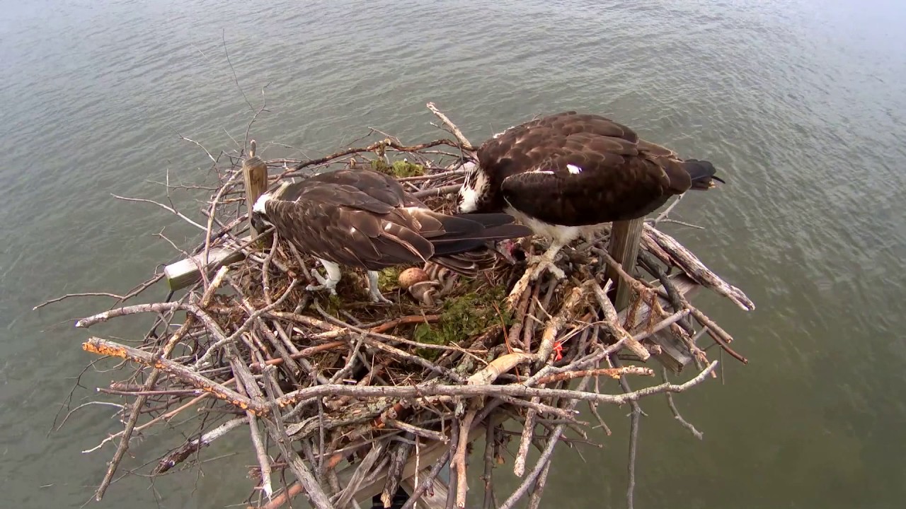 Osprey Cam Highlights 2016