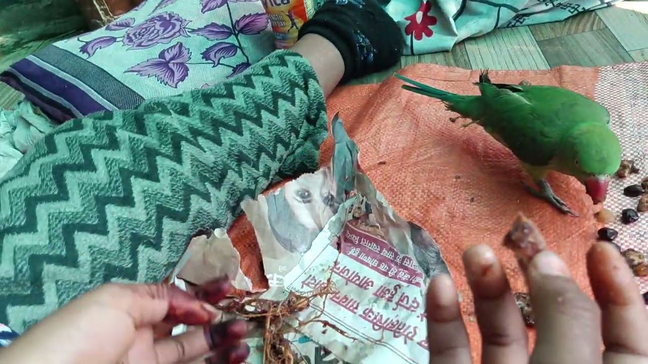 #green parrot 🦜🦜 देखो आज हमारी मिट्ठू ने कैसे इमली का रही है
