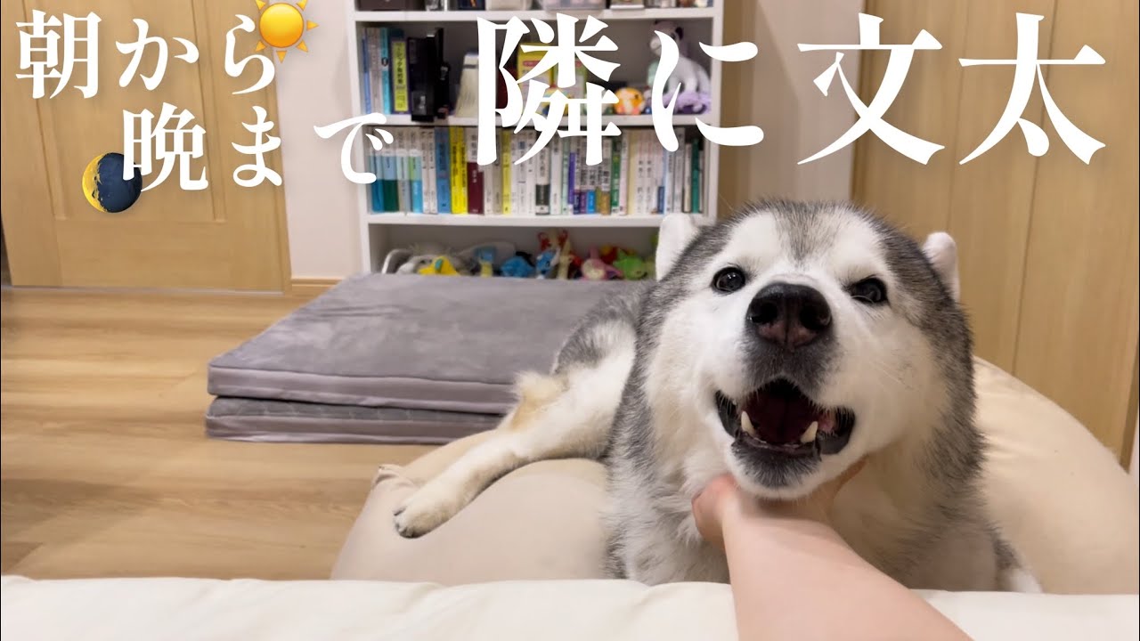 起きた時も寝る前も、いついかなる時も甘えずにはいられないシベリアンハスキー