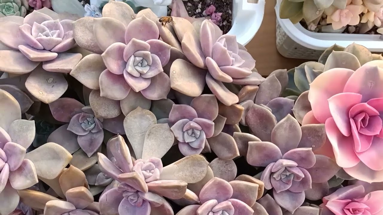 Ben geldim 🤗 nerelerde idim #succulent #beğen #keşfet #yorum #satış 