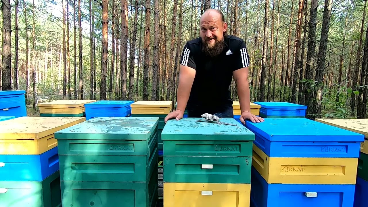 PRZEGLĄD ULA NA WRZOSIE - Sprawdzam ile miodu, pierzgi i czerwiu.