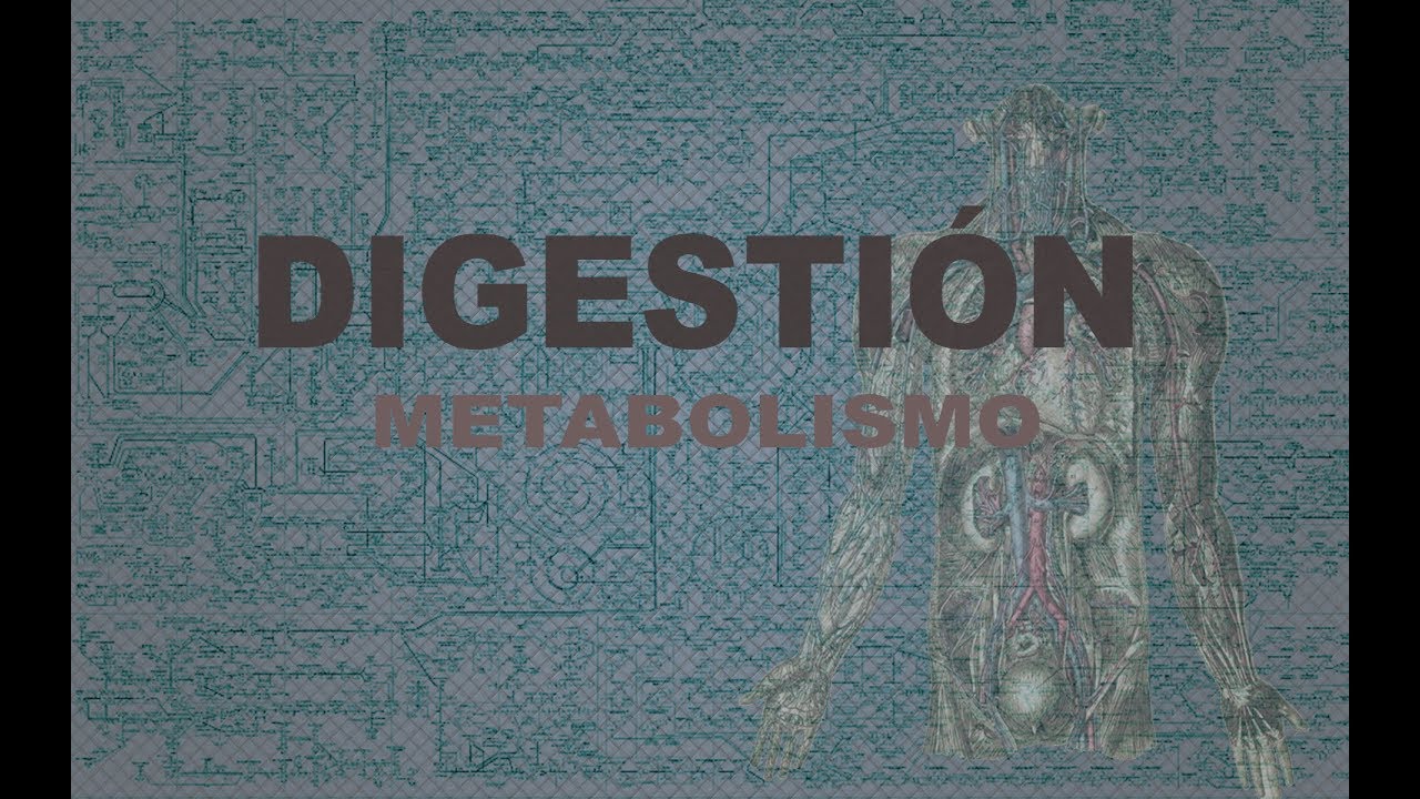 Digestión | Metabolismo