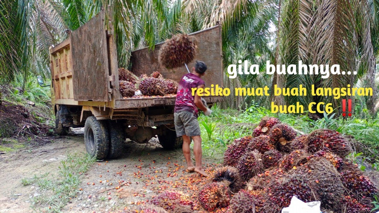 gila ‼️resiko muat buah langsiran besar besar buahnya ‼️