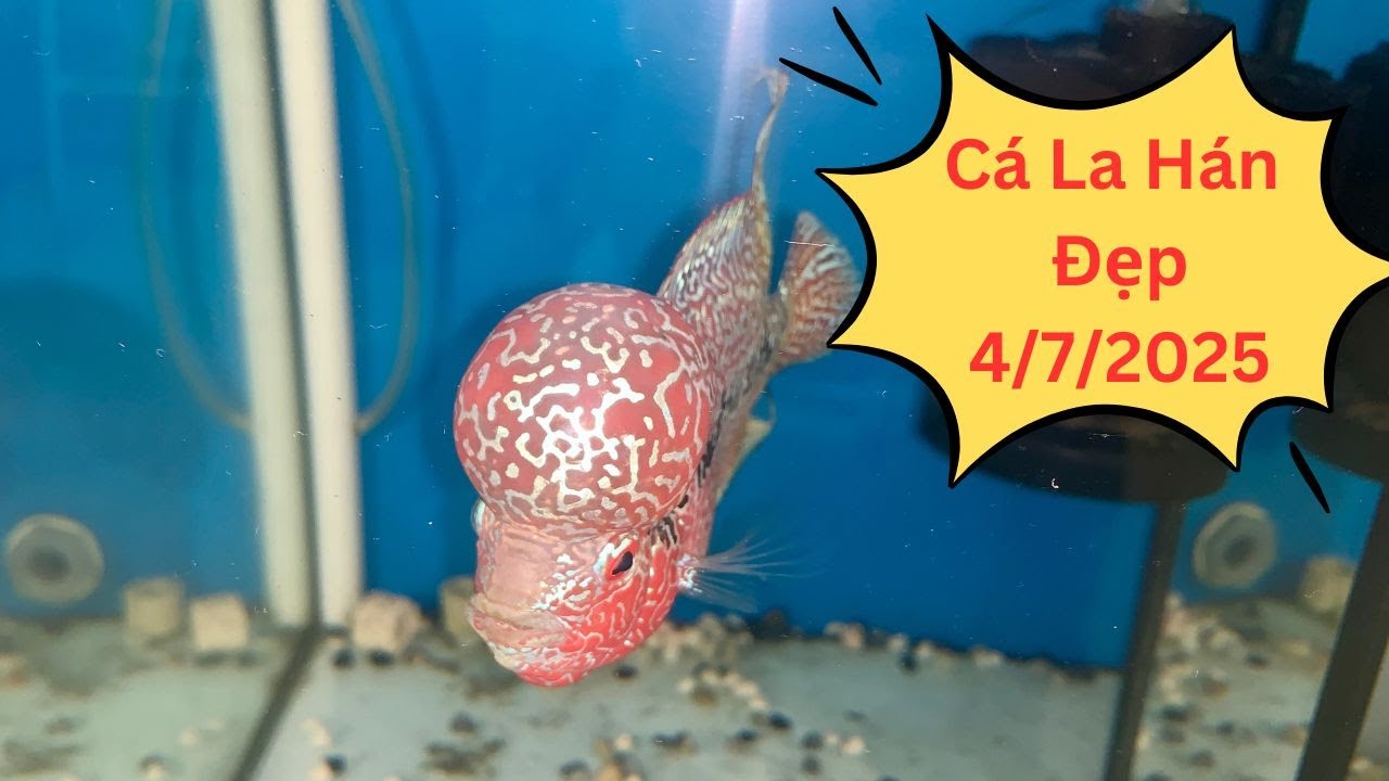 Đợt Cá La Hán Đẹp ( 4/7/2025 ) | Cá Cảnh Đại Lâm Mộc