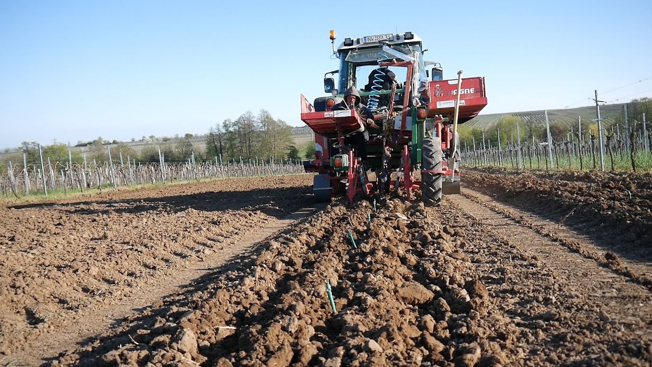 Wir pflanzen neue Muskateller-Reben im St. Martiner Baron / Pfalz