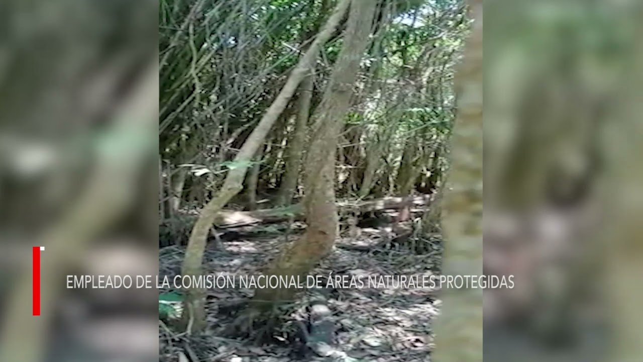 Palma de aceite y las afectaciones al campo chiapaneco