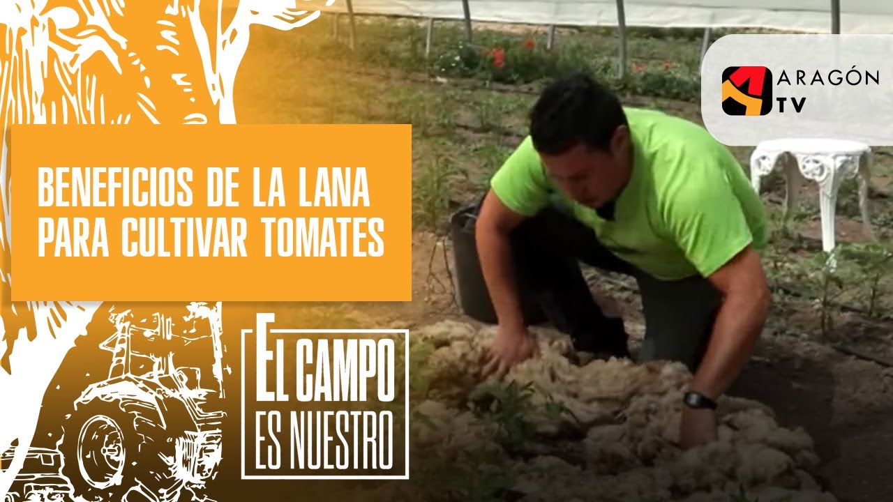 Los beneficios de la lana para el cultivo del tomate