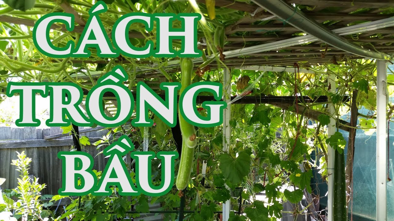 Cách trồng, chăm sóc cây bầu - toan trinh trồng bầu - ky thuat trong bau