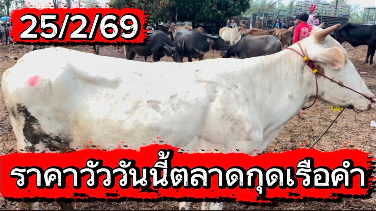 ชมบรรยากาศชื้อขายวัวตลาดกุดเรือคำ อ.วานร จ.สกลนคร #ราคาวัววันนี้ 25/2/69