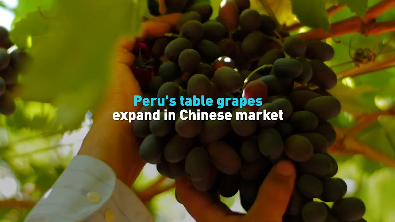 Peru's table grapes expand in Chinese market