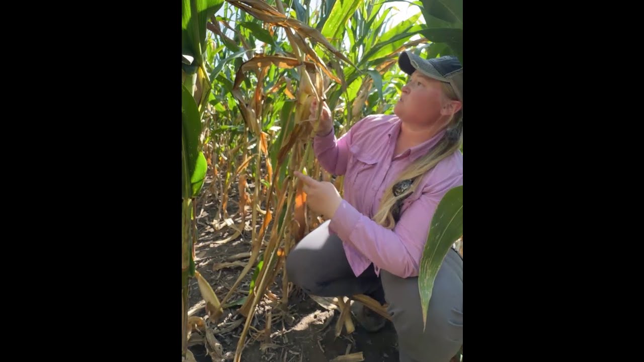 Pre Harvest Check in Corn for Stalk Strength | Planning where your combine goes first!