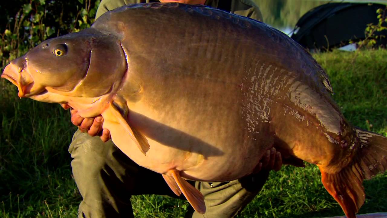 Korda - Carp, Tackle, Tactics & Tips Vol 5 Part 2 - 2012 Free Carp Fishing DVD