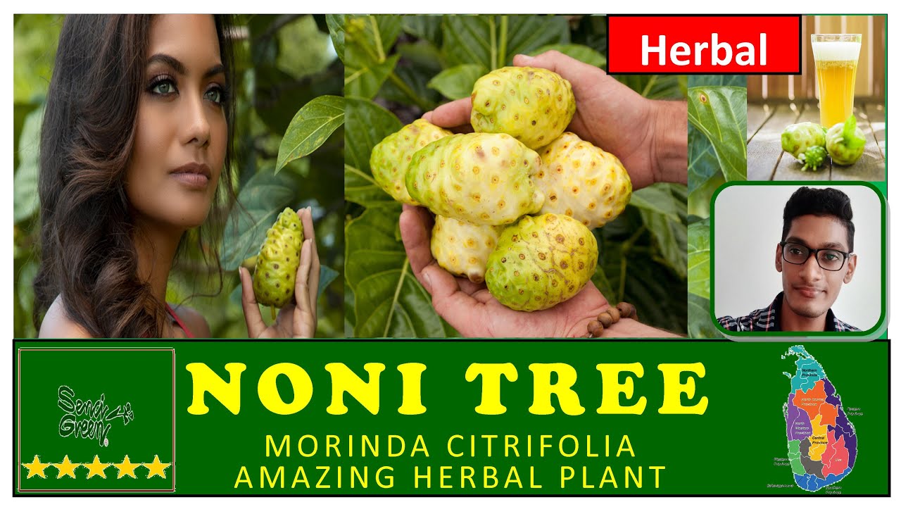 Did you know about Morinda citrifolia? Noni , beach mulberry - Amazing herbal plants in Sri Lanka