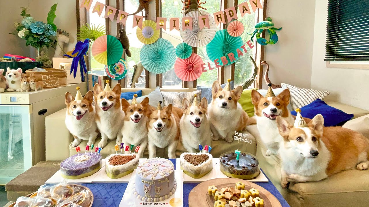 (Sub) 사람보다 더 사람같은 웰시코기들의 7월7일 7번째 생일파티!!! ✨🎂