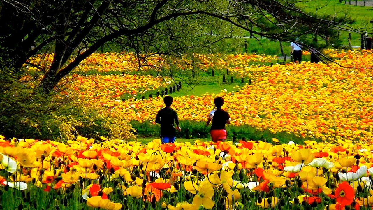 ネモフィラとアイスランドポピー　国営武蔵丘陵森林公園　〜2017年4月18日〜