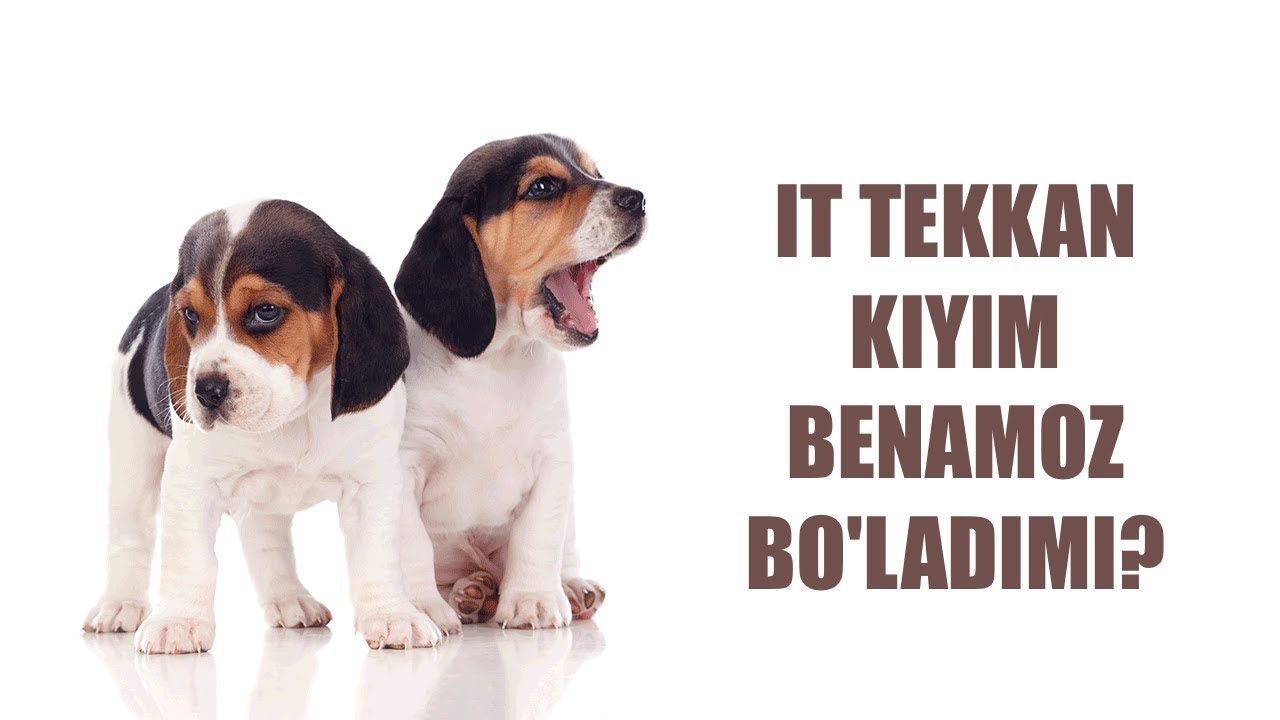 It tekkan kiyim benamoz bo'ladimi? | Shayx Sodiq Samarqandiy