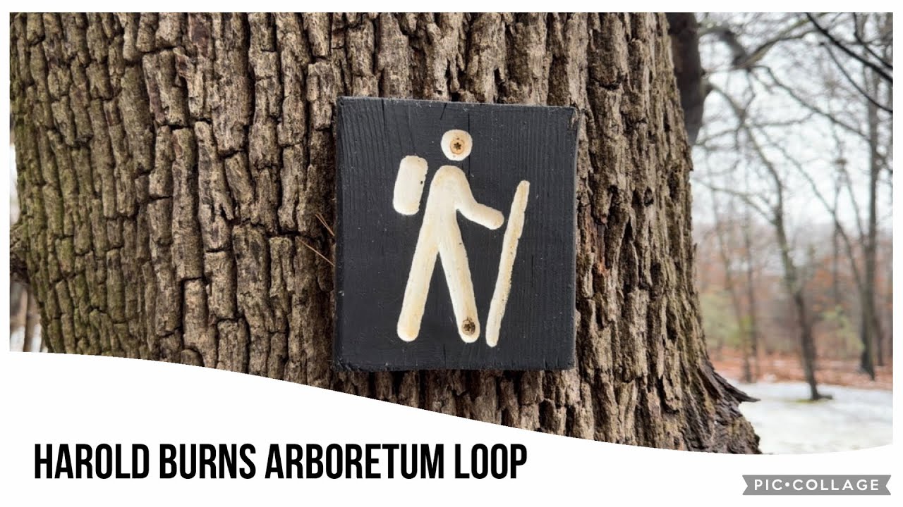 Harold Burns Arboretum Loop- North Attleboro, MA