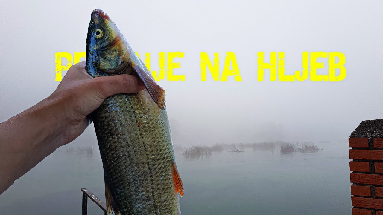 Zimsko pecanje &scaron;kobalja i plotice na hljeb. Fishing with bread.
