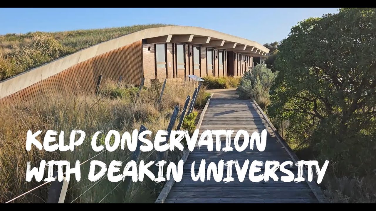 Behind the Scenes of Kelp Restoration | Ocean Conservation in Action