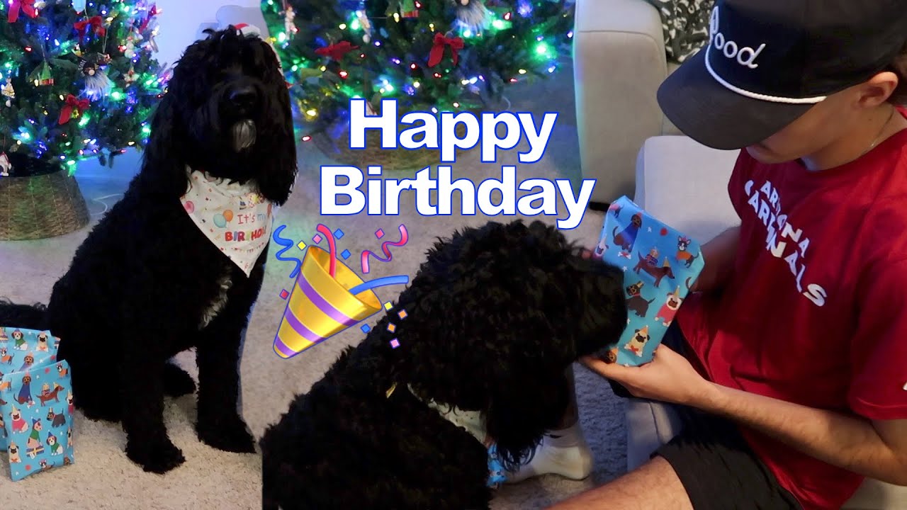 Празднование дня рождения и, наконец, стрижка!! 🎉🐾