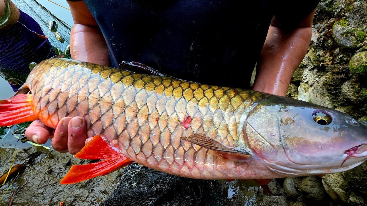 Cá Chày Mắt đỏ Sông Gâm Lâm Bình nhà hàng Thánh Lịch toàn món ngon khó cưỡng. Nguyễn Tất Thắng