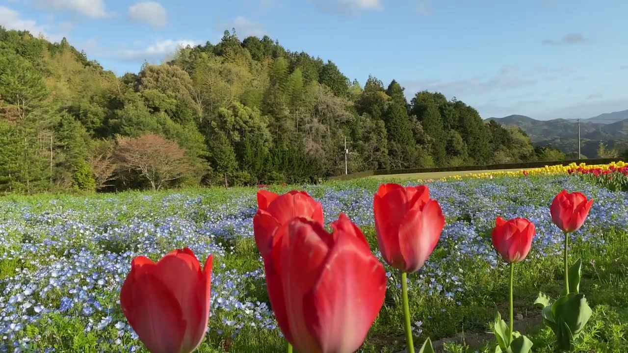 2021/04/03　鬱金香•瑠璃唐草•躑躅満開！　春のフラワーパークおおず　その10　〜愛媛県大洲市〜